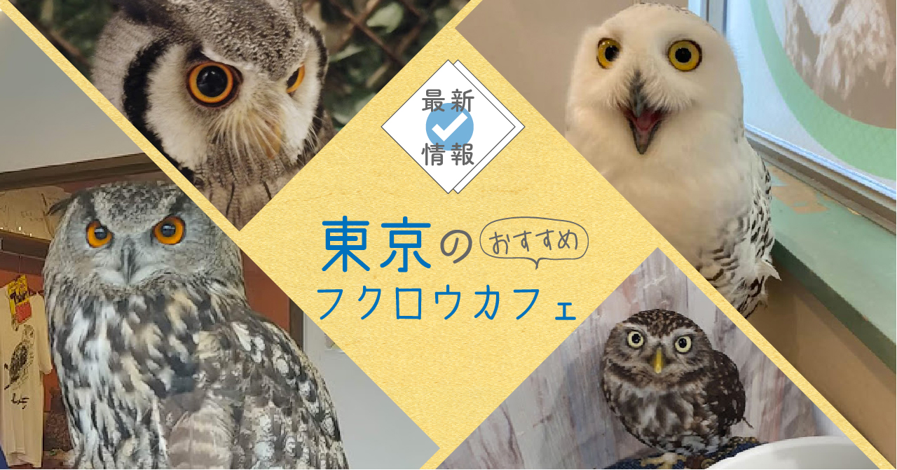 最新情報 東京のおすすめフクロウカフェ コキンメまとめ