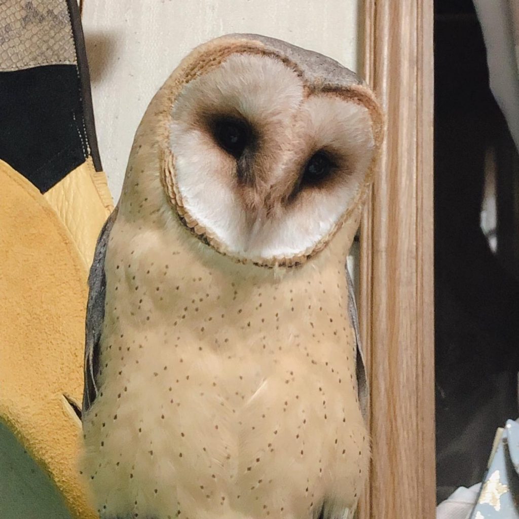 保存版 メンフクロウまとめ コキンメまとめ