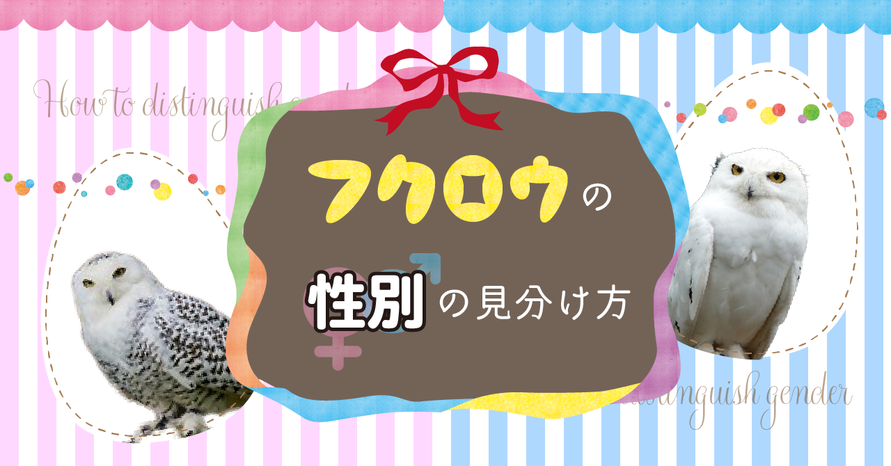 フクロウの性別の見分け方 コキンメまとめ