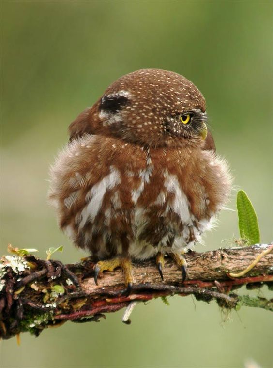 世界最小 アカスズメフクロウってどんなフクロウ コキンメまとめ